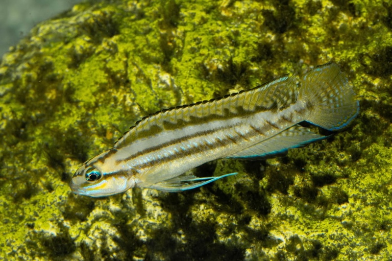 Telmatochromis bifrenatus 'Maswa'